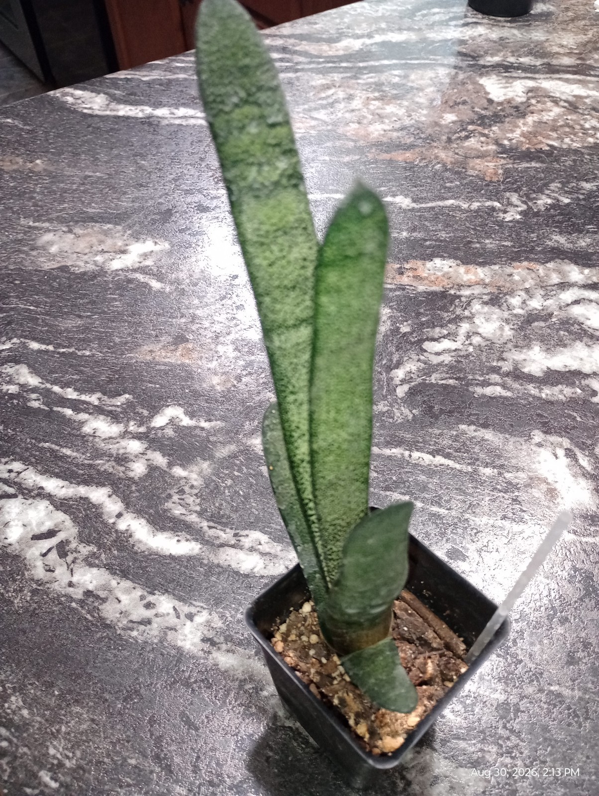 Gasteria Batesiana- succulent Gasteria Batesiana- succulent