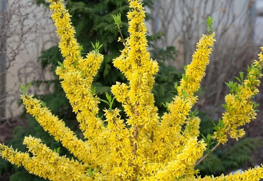 1 Forsythia Shrub 12-24\
