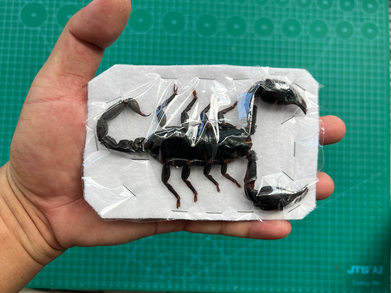 Real Giant Scorpion Taxidermy Specimen Preserved Insect Oddities Decor 1,2,6 PCS