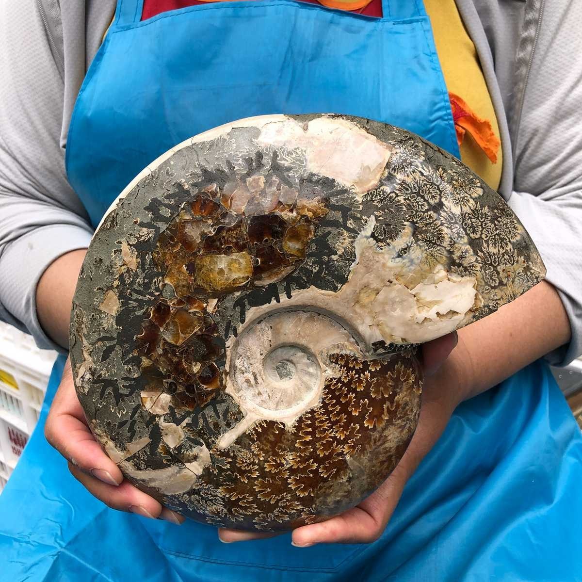 3.8LB Natural Beautiful Ammonite Fossil Conch Crystal Specimen Healing 4620