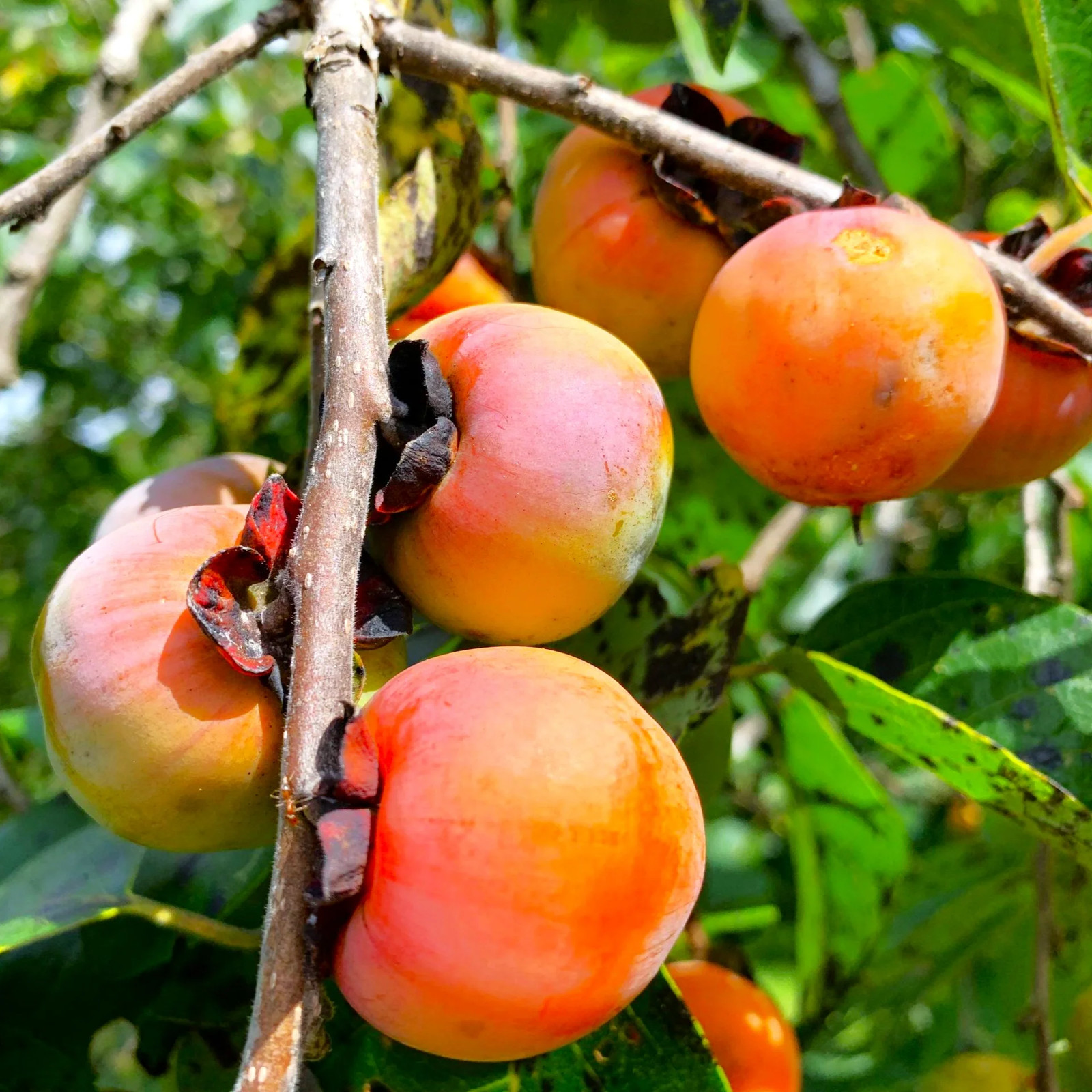American Persimmon Tree Seeds - For 2026 Planting Diospyros Virginiana Common