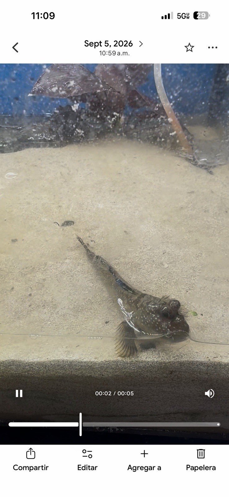 African Mudskipper One Fish 4” Inch Live Fish High Quality USA