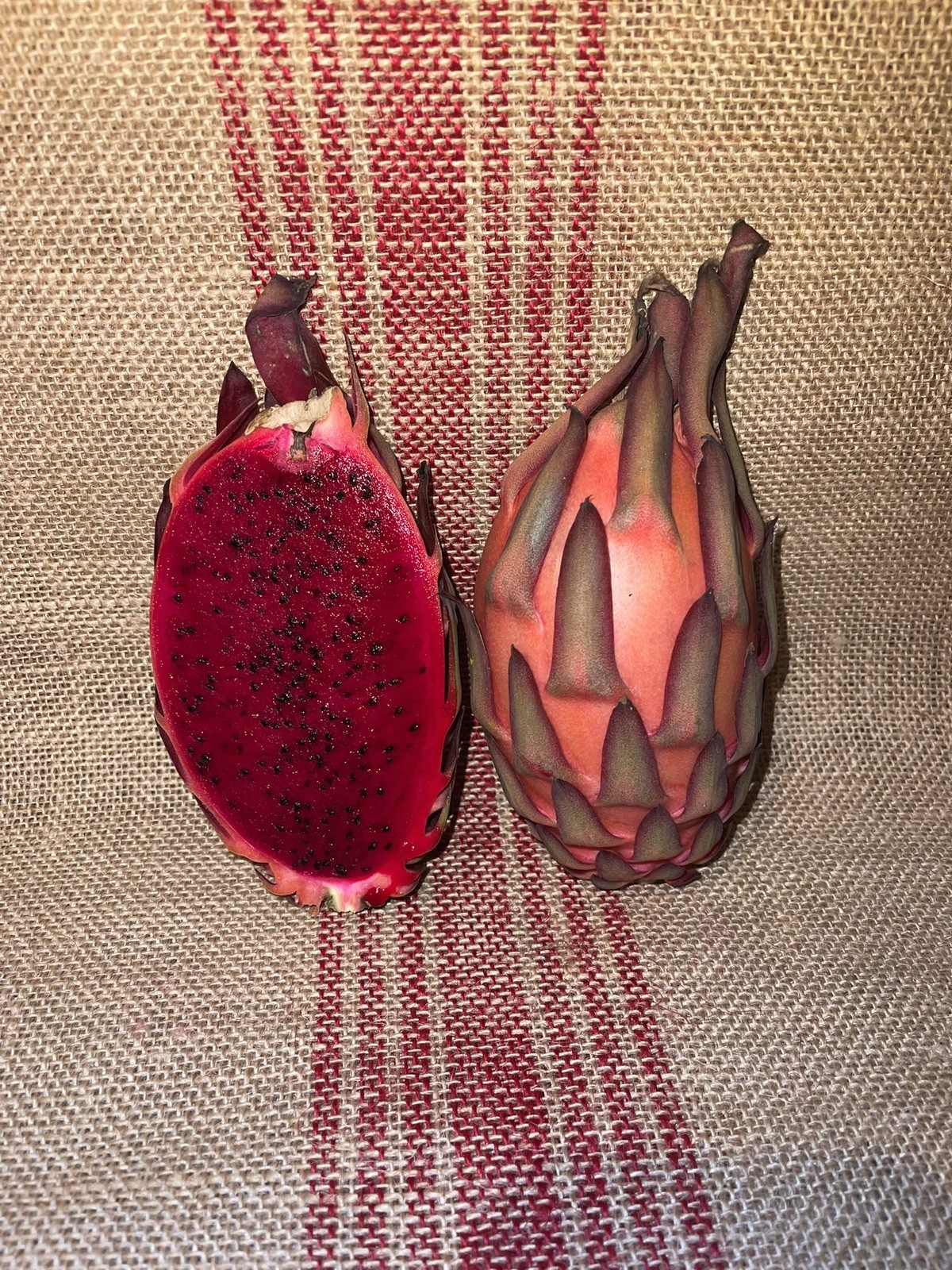 Mature “ TRICIA ” Dragon Fruit Cuttings Mature “ TRICIA ” Dragon Fruit Cuttings