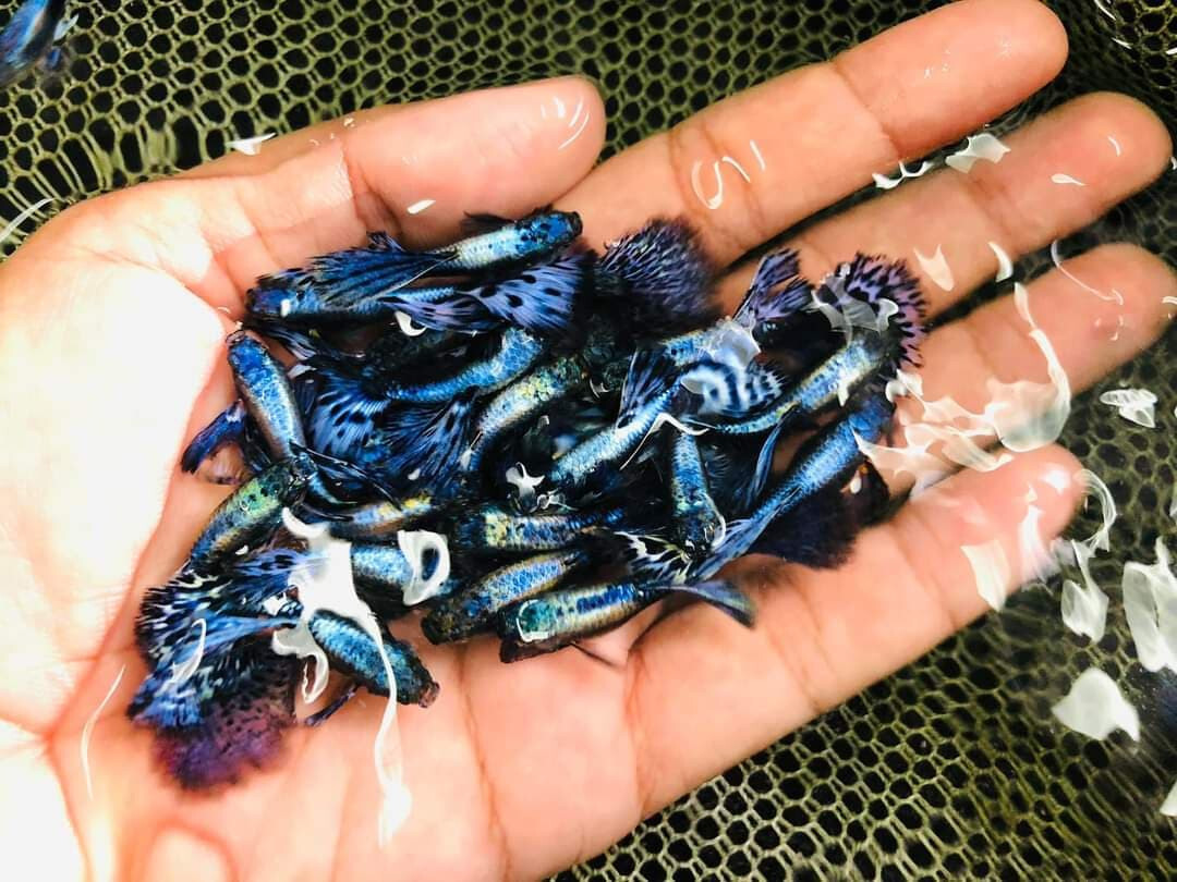 1 TRIO LIVE GUPPY FISH PURPLE MOSAIC HIGH QUALITY USA SELLER - 1 MALE 2 FEMALE