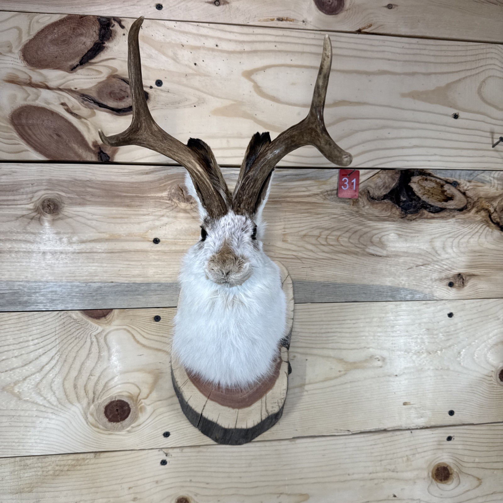 ❤️Authentic Jackalope Taxidermy Mount – Original Wyoming Folk Art – Lodge Decor