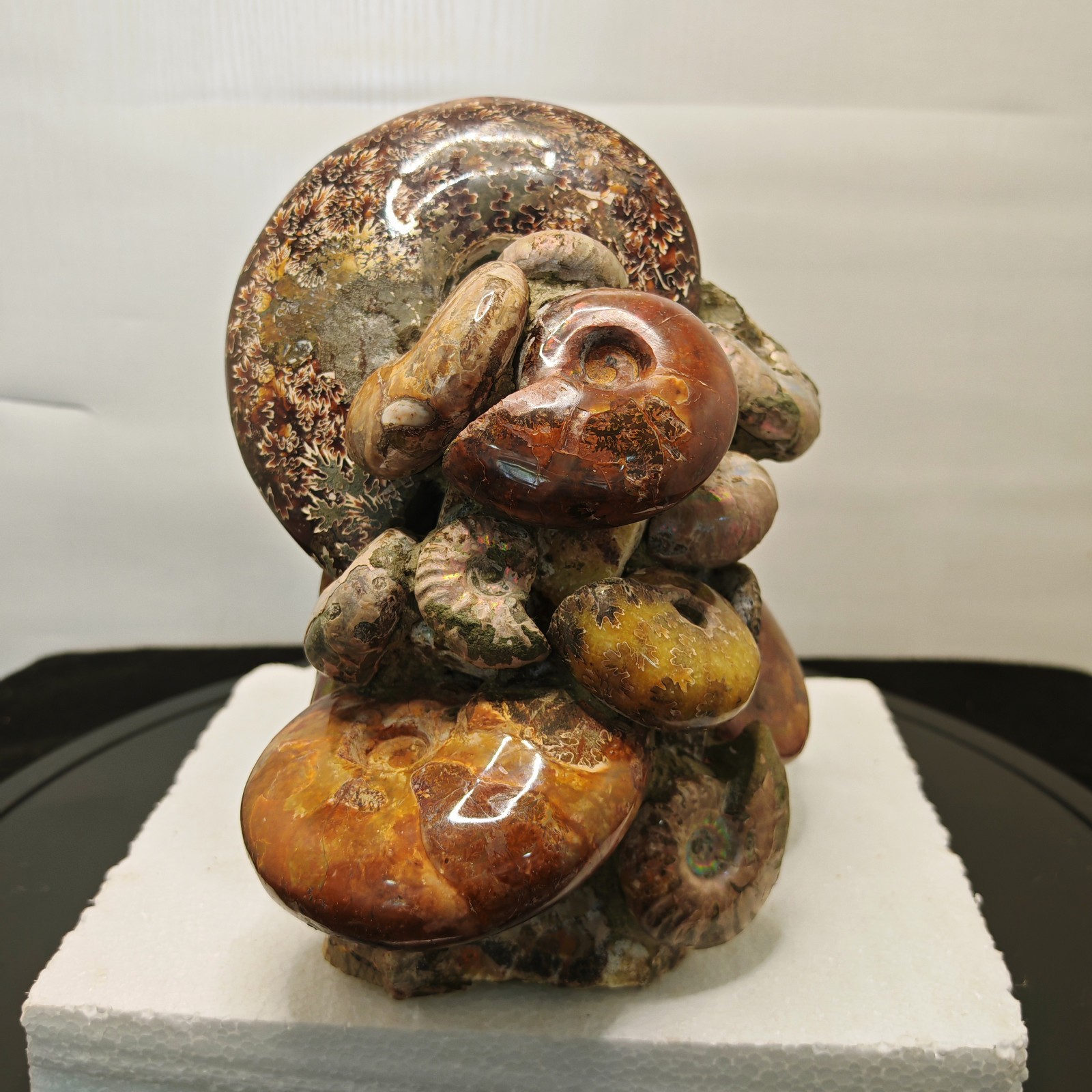 9.46LB Natural large beautiful ammonite fossil, conch crystal specimen healing