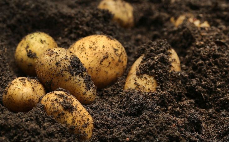 Simply Seed ™ - 2 LBs - Naturally Grown - Yukon Golds - Non GMO - Ready for Spri Simply Seed ™ - 2 LBs - Naturally Grown - Yukon Golds - Non GMO - Ready for Spri