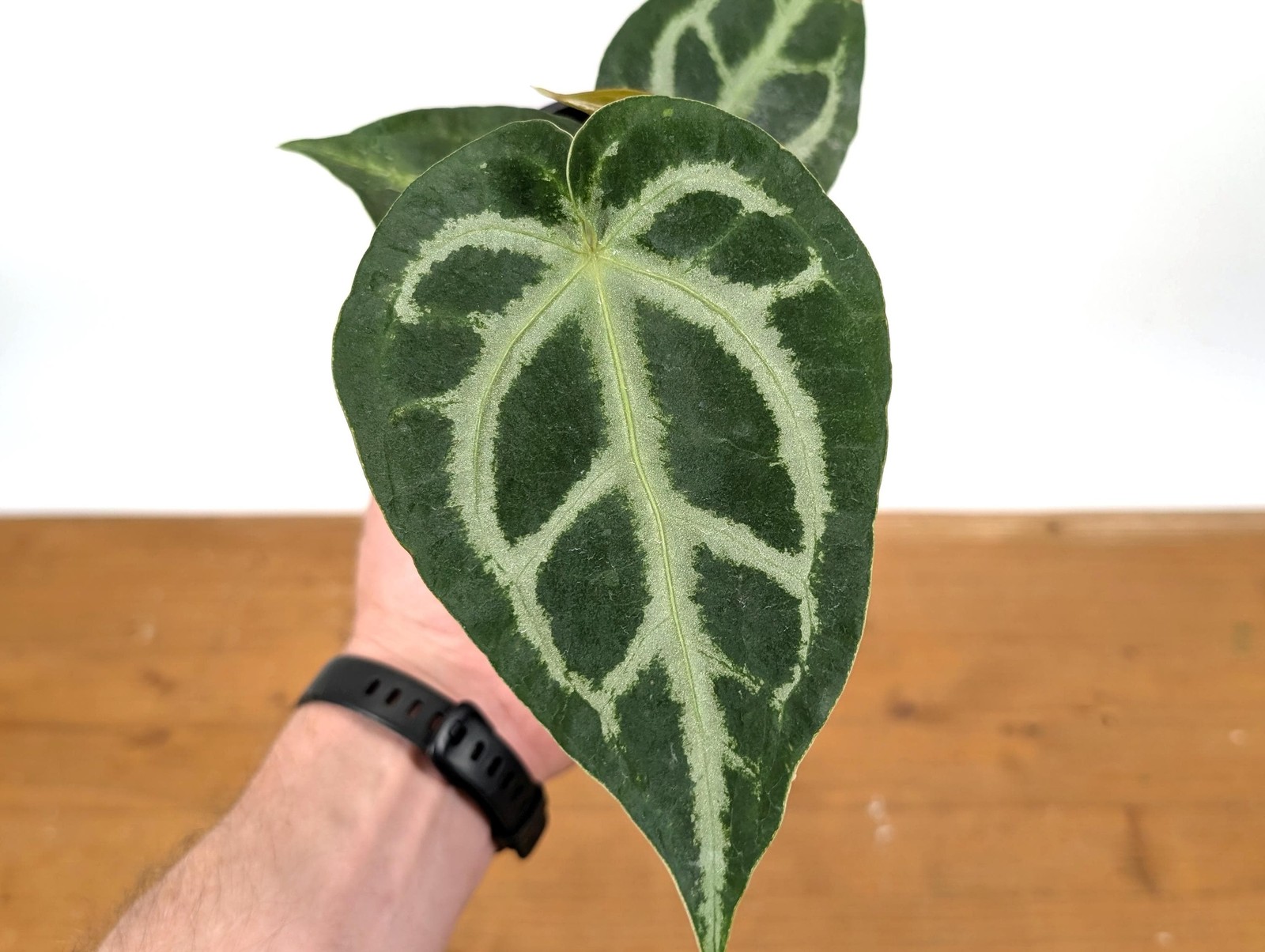 Anthurium Magnificum SILVER - in 4 inch pot Live Houseplant