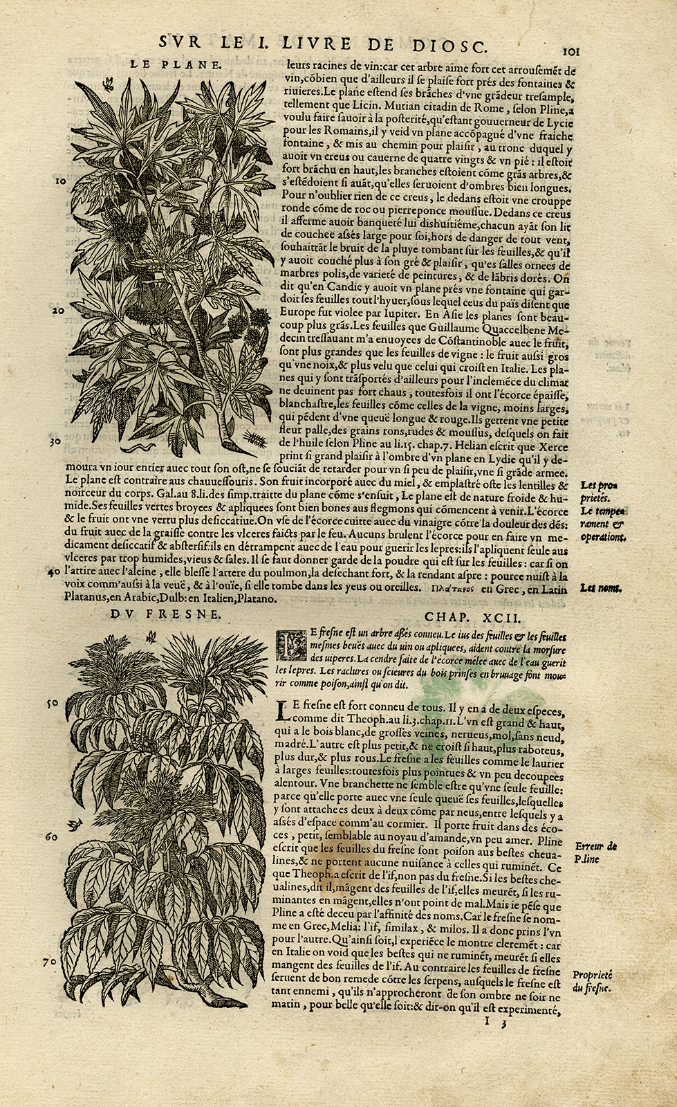 Antique Print-Botany-Maple-Ash-Poplar-Mattioli-p. 101-Anonymous-1572