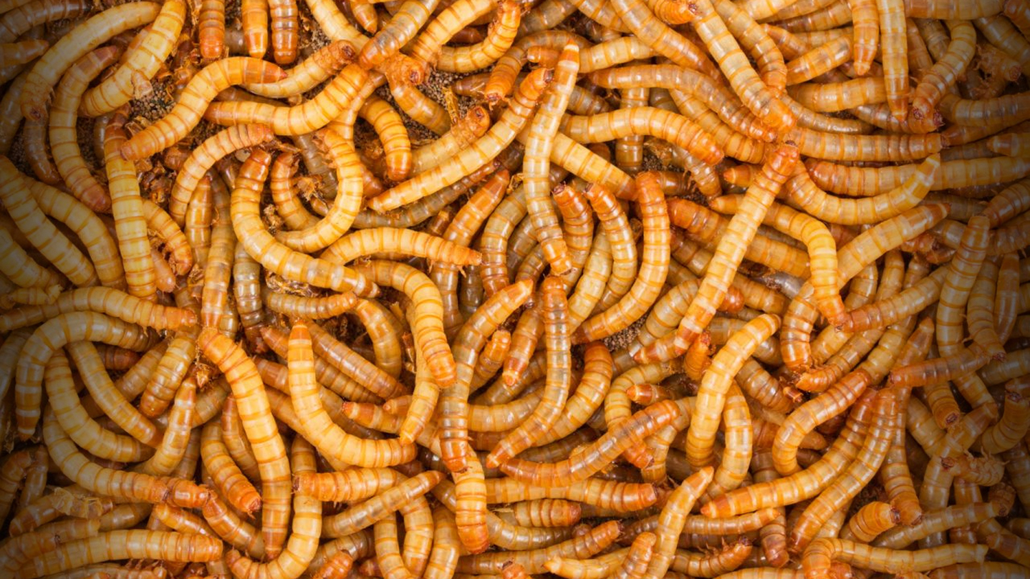 3000 - Live Mealworms - Reptile Food 3000 - Live Mealworms - Reptile Food