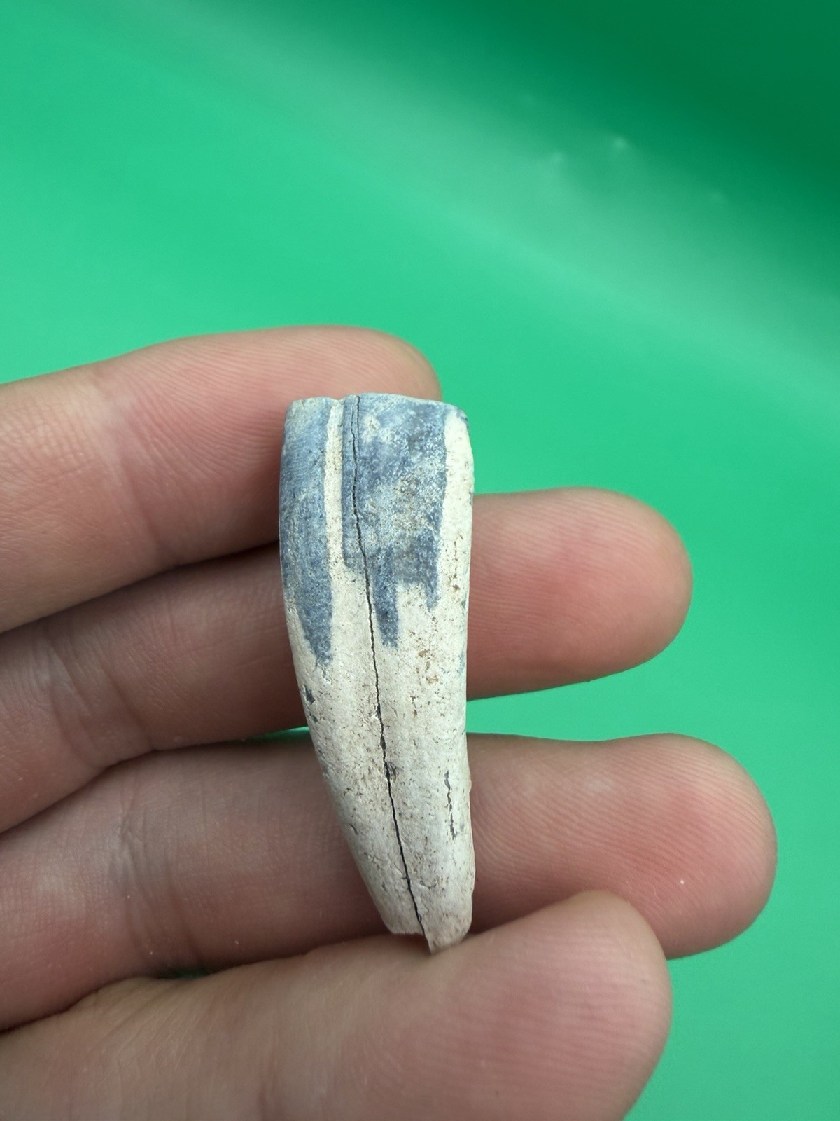 FOSSIL HORSE TOOTH - Incisor - Bone Valley Florida Beautiful Blue FOSSIL HORSE TOOTH - Incisor - Bone Valley Florida Beautiful Blue