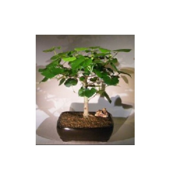 Flowering Sea Hibiscus Bonsai Tree 12\