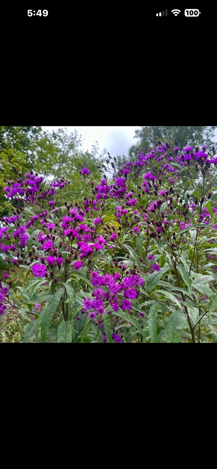 3 LIVE  Ironweed Plants. First Year From Seed