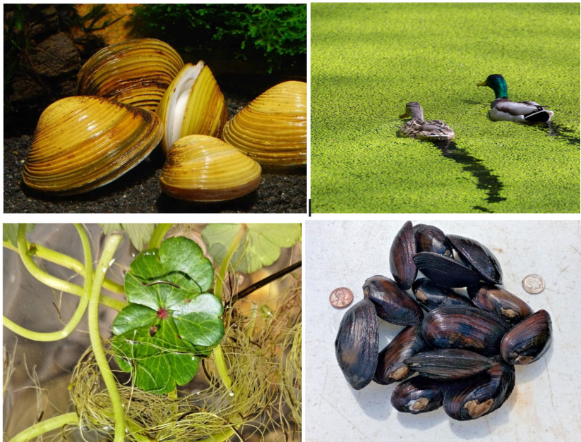 Clean water Combo of 4 - Asian & Dwarf Wedgemussel Clams Aquatic Plants