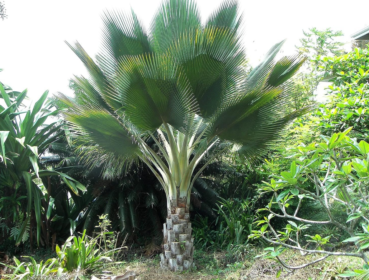 Live Giant Yarey Palm Tree - 3 Gal Pot - Tropical Ornamental Palm - No Ship CA