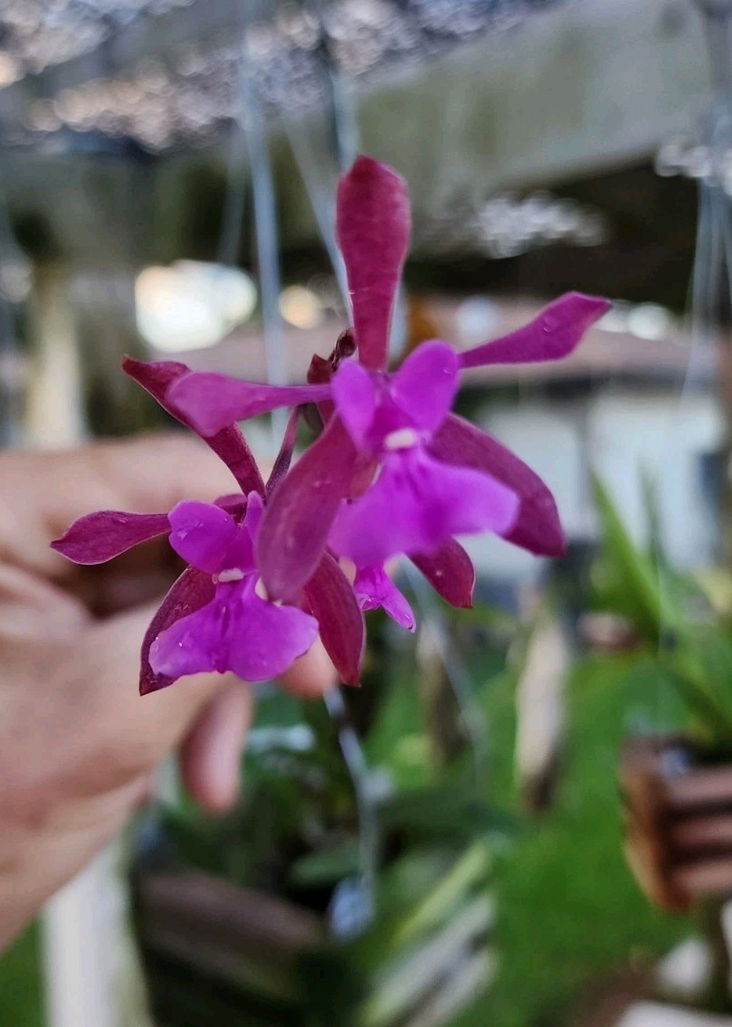 Encyclia moebusii very hard to find species nice size Bs Plant Encyclia moebusii very hard to find species nice size Bs Plant