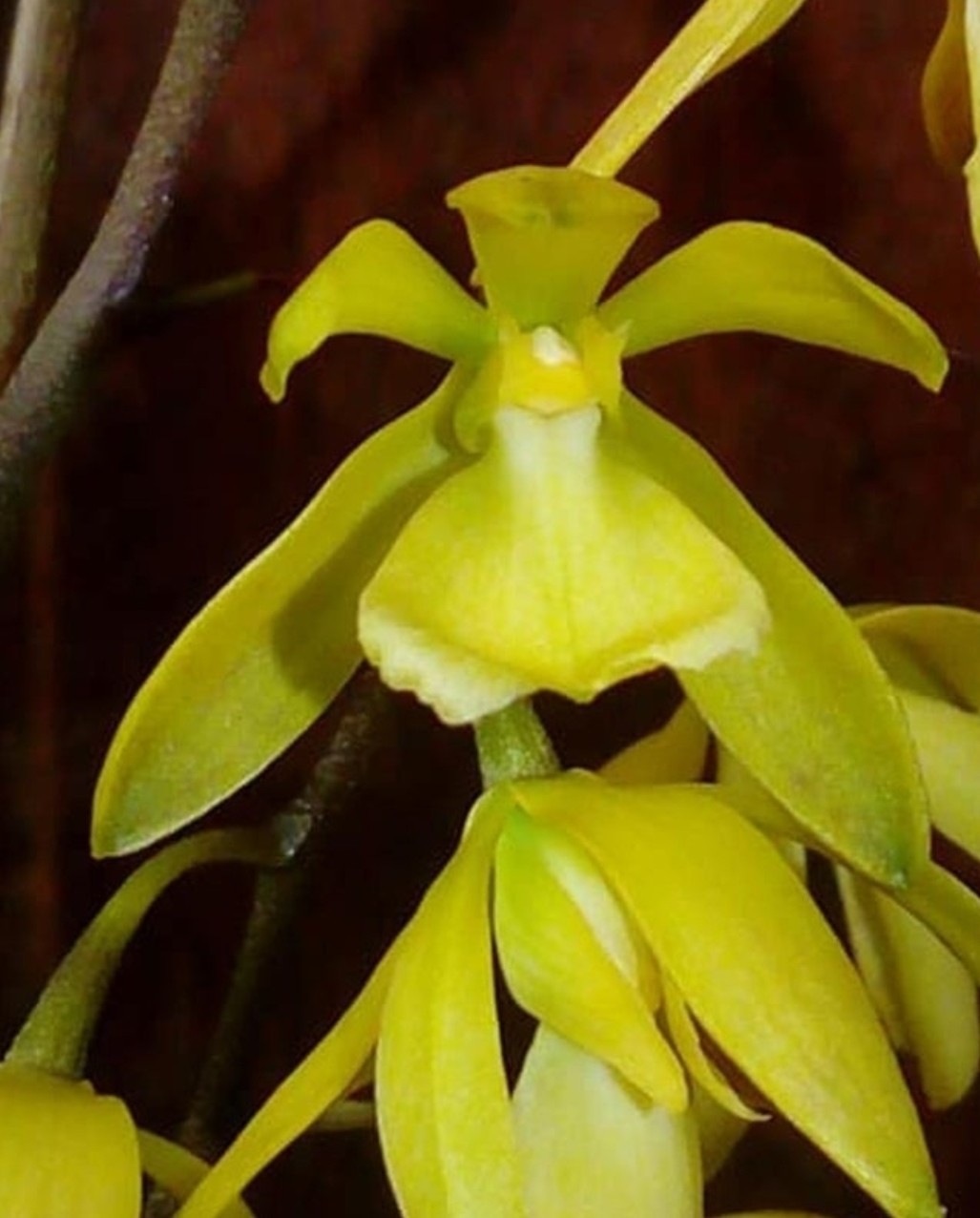 Encyclia rufa x self seedling size encyclia orchid species. Highly Fragrant Encyclia rufa x self seedling size encyclia orchid species. Highly Fragrant