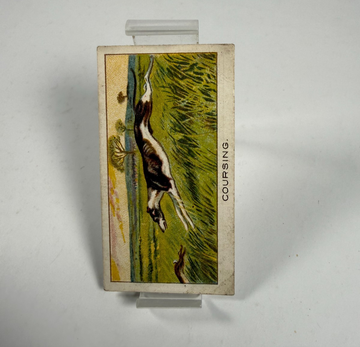 1924 Turf Cigarettes Sports Records #22 Waterloo Cup Greyhound Coursing Card