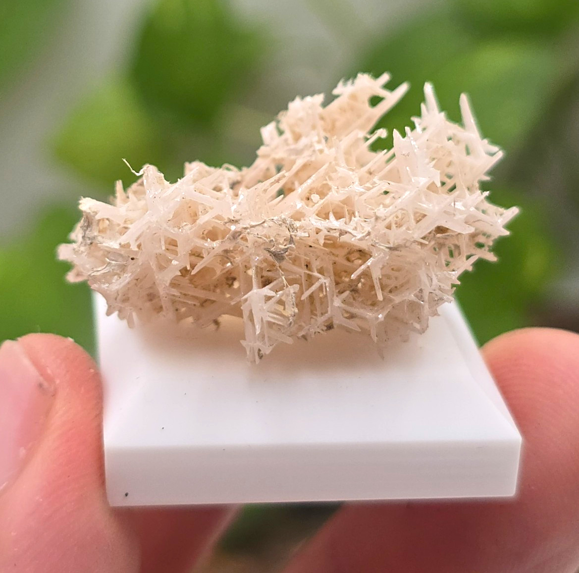 Reticulated Cerussite ~ Crystal Cluster Mineral Specimen on Display Base Reticulated Cerussite ~ Crystal Cluster Mineral Specimen on Display Base