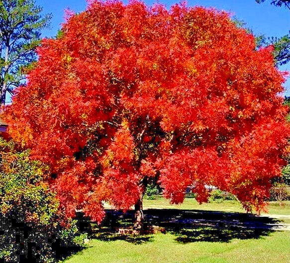 10 Chinese Pistachio Pistache, Pistacia chinensis Tree Seeds Hardy Bonsai Plant 10 Chinese Pistachio Pistache, Pistacia chinensis Tree Seeds Hardy Bonsai Plant