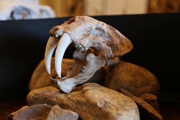 Life-Size Saber Toothed Tiger Skull Replica – Prehistoric Fossil Model