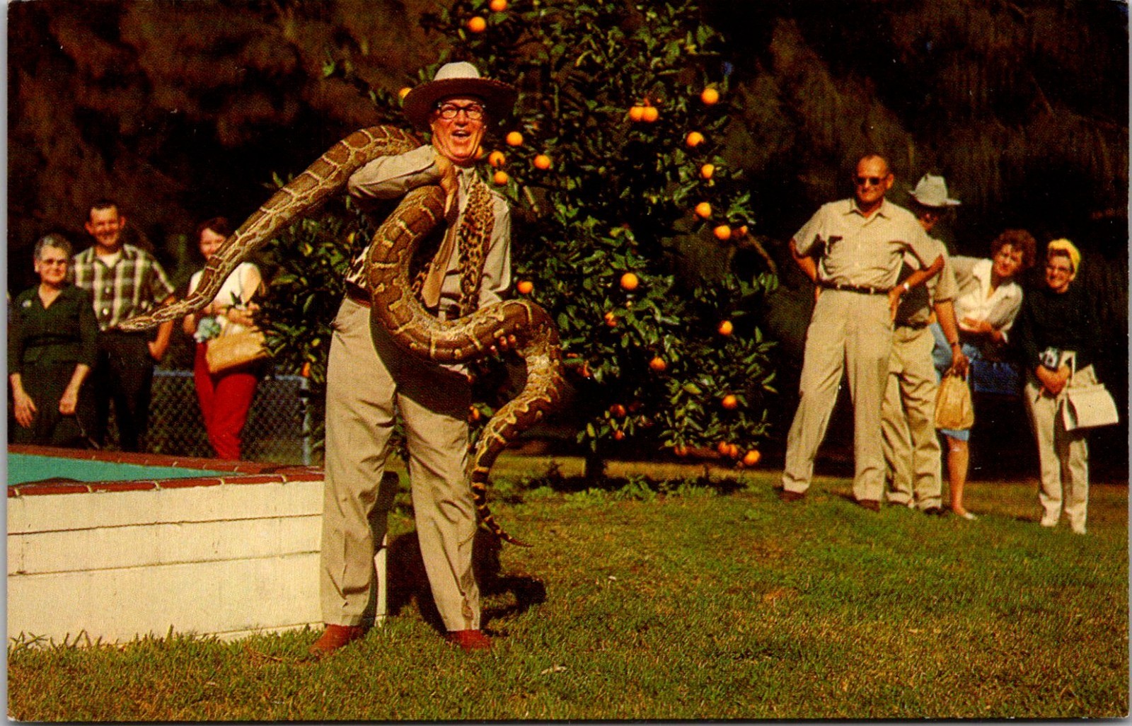 Orlando Florida FL Owen Godwin Gatorland Zoo Python Snake Postcard Orlando Florida FL Owen Godwin Gatorland Zoo Python Snake Postcard