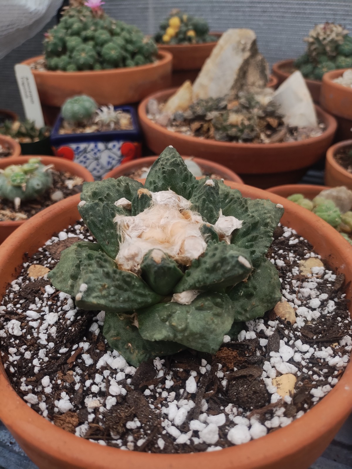 Rare Cactus, A.  Fiss. \