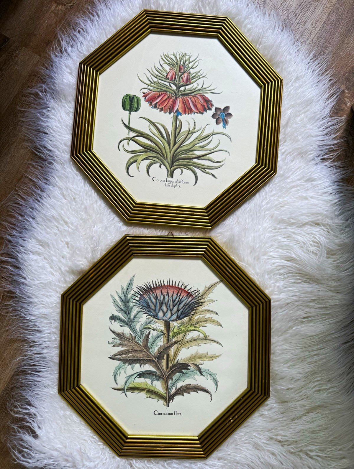 set of 2 vintage Italian botanical prints based on engravings by Basilius Besler set of 2 vintage Italian botanical prints based on engravings by Basilius Besler