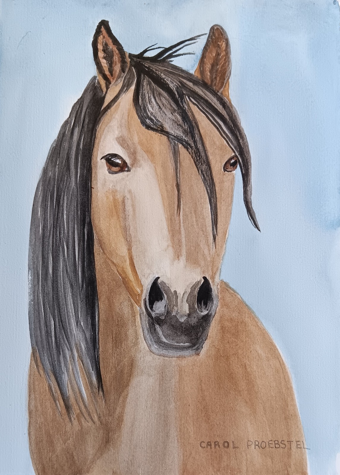 original watercolor painting buckskin horse mustang wildlife Carol Proebstel original watercolor painting buckskin horse mustang wildlife Carol Proebstel