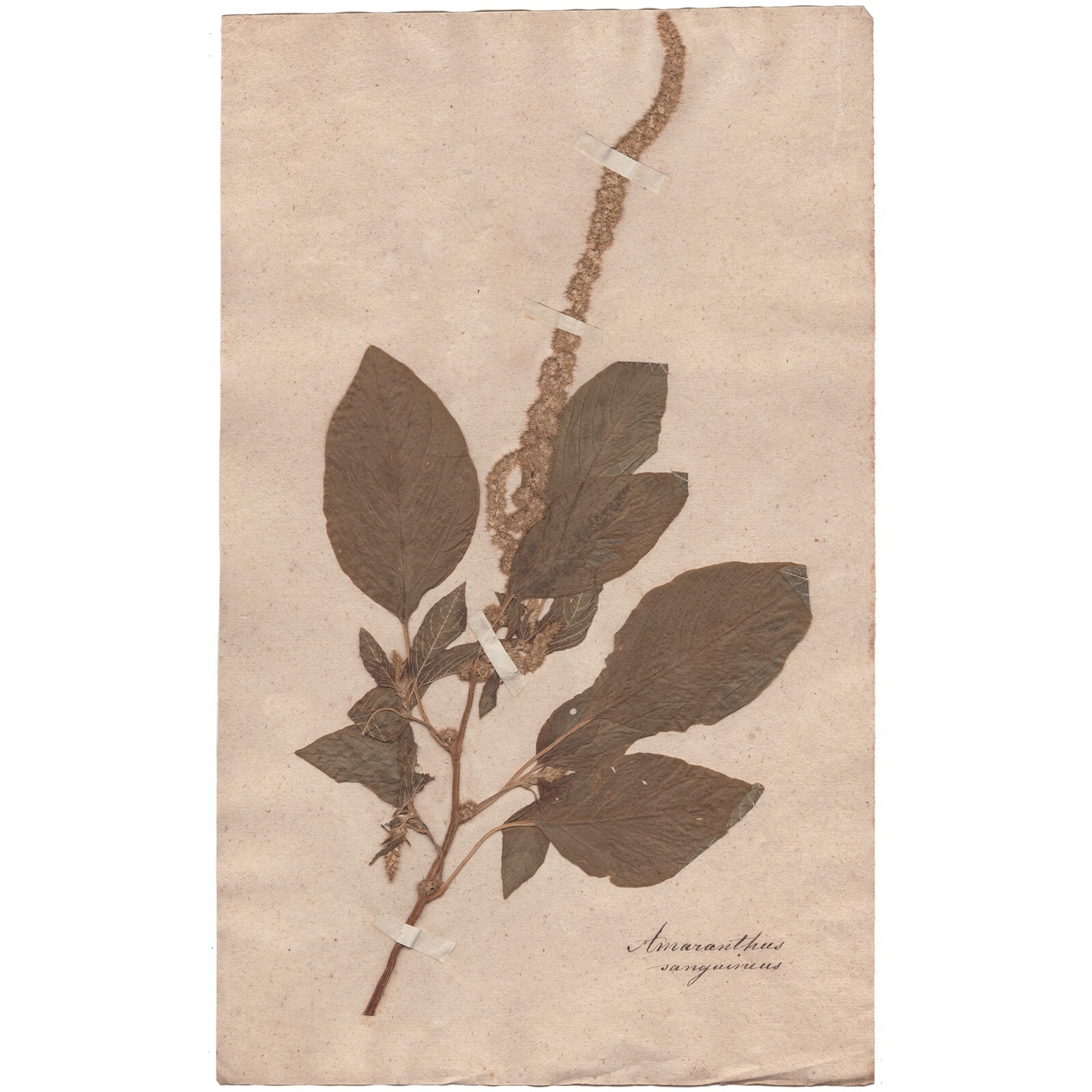 Antique 1790 herbarium dried flower scientific specimen #8 Purple Amaranth