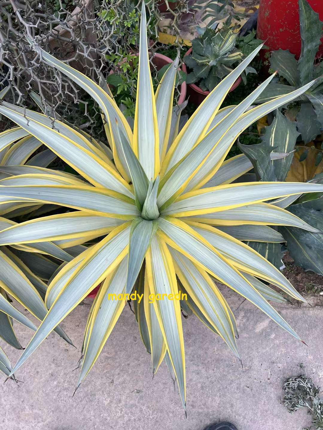 RareSucculent  plant Agave Americana Variegated Garden 15CM