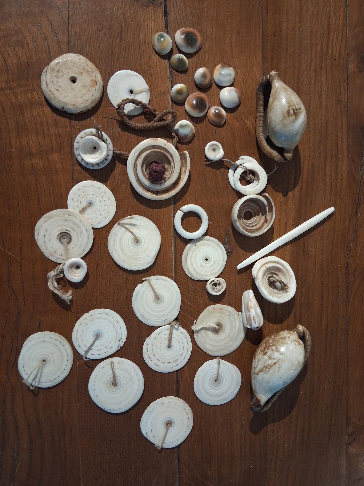Lot of seashells from Papua New Guinea Lot of seashells from Papua New Guinea