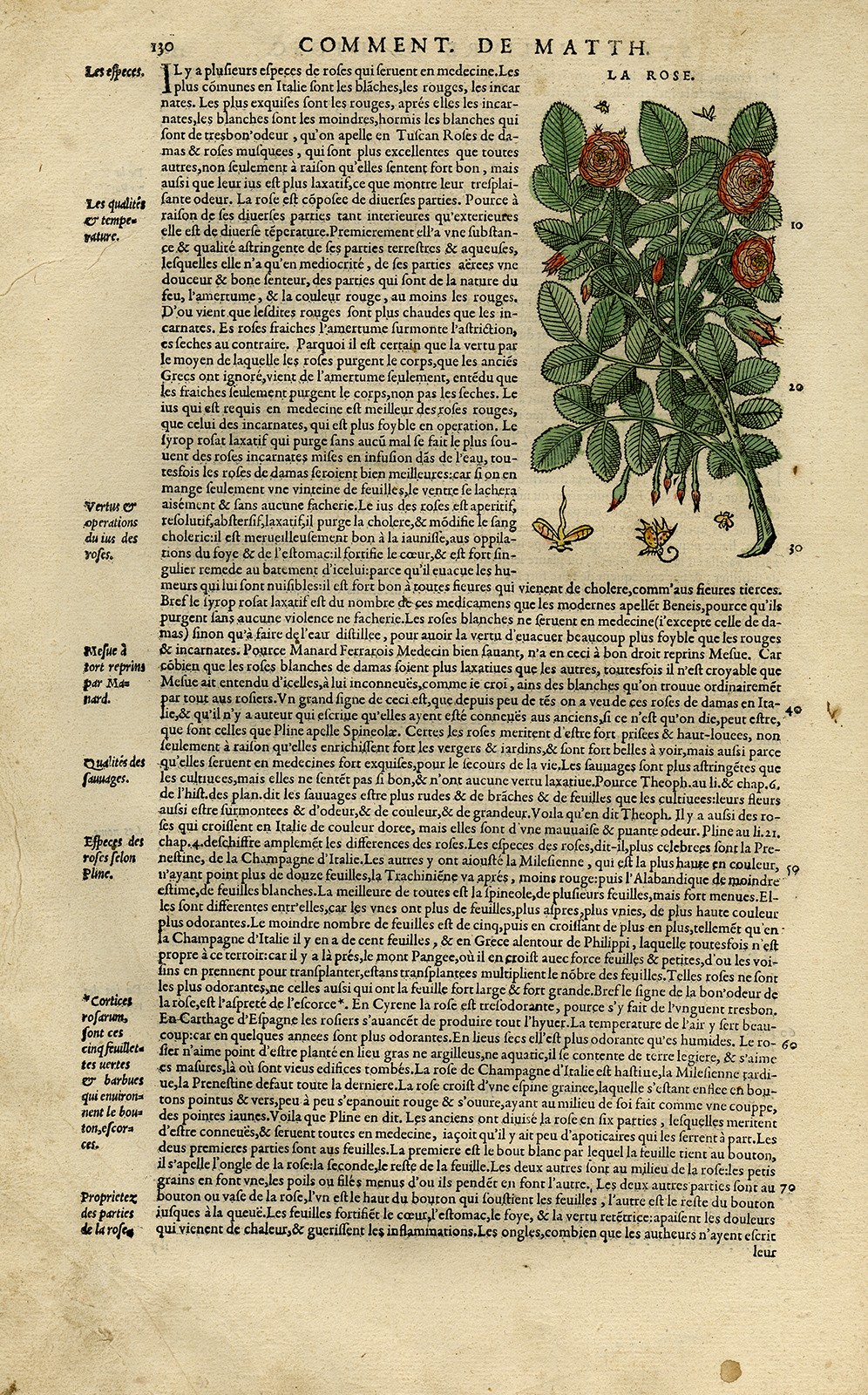 Antique Print-Botany-Rose-Mattioli-p. 130-Anonymous-1572