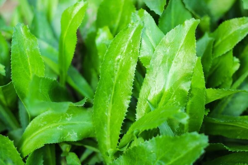 500 culantro seeds |  recao |  ngò gai | CILANTRO| coriander 8 wks to germinat