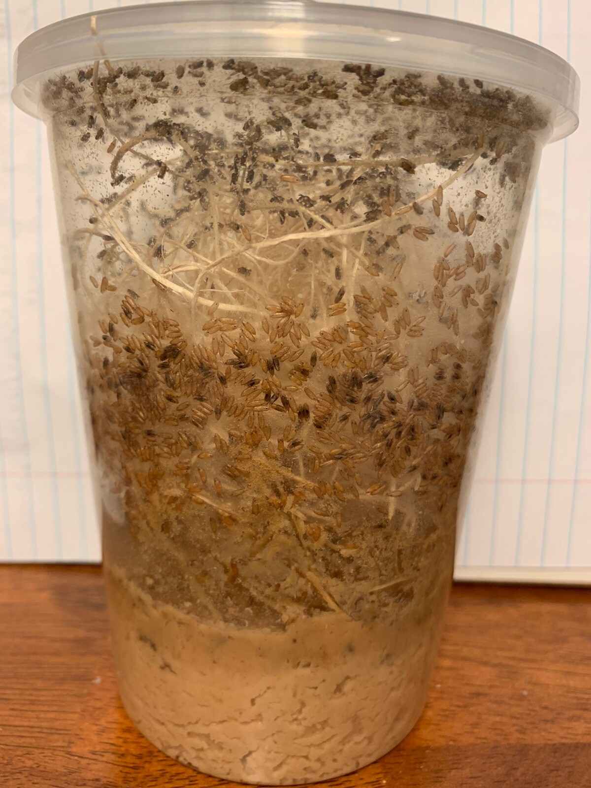 Flightless Fruit Fly Culture (Drosophila Hydei)