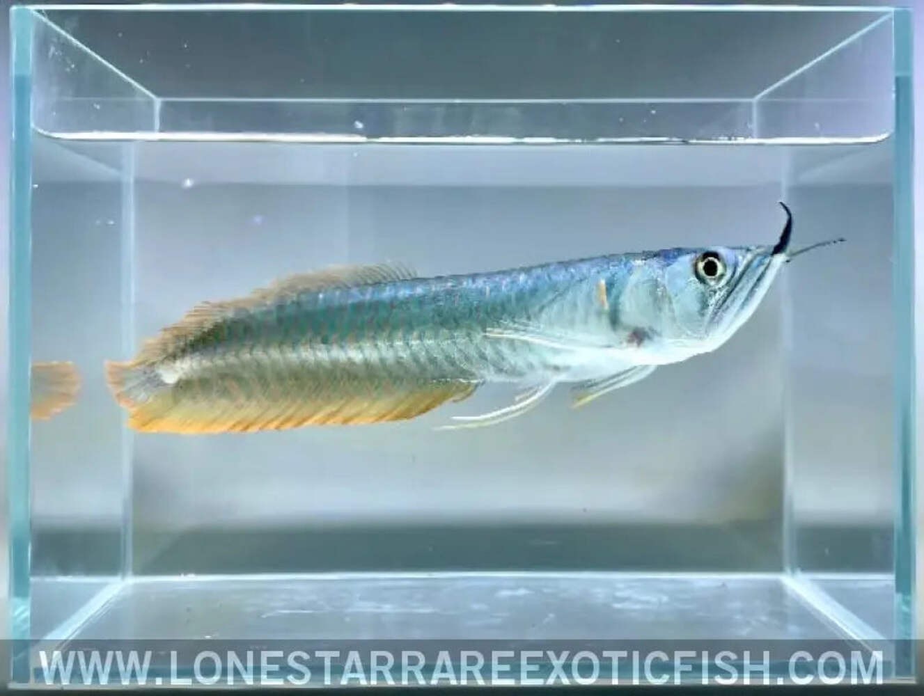Silver Arowana / Osteoglossum bicirrhosum - Live Aquarium Fish