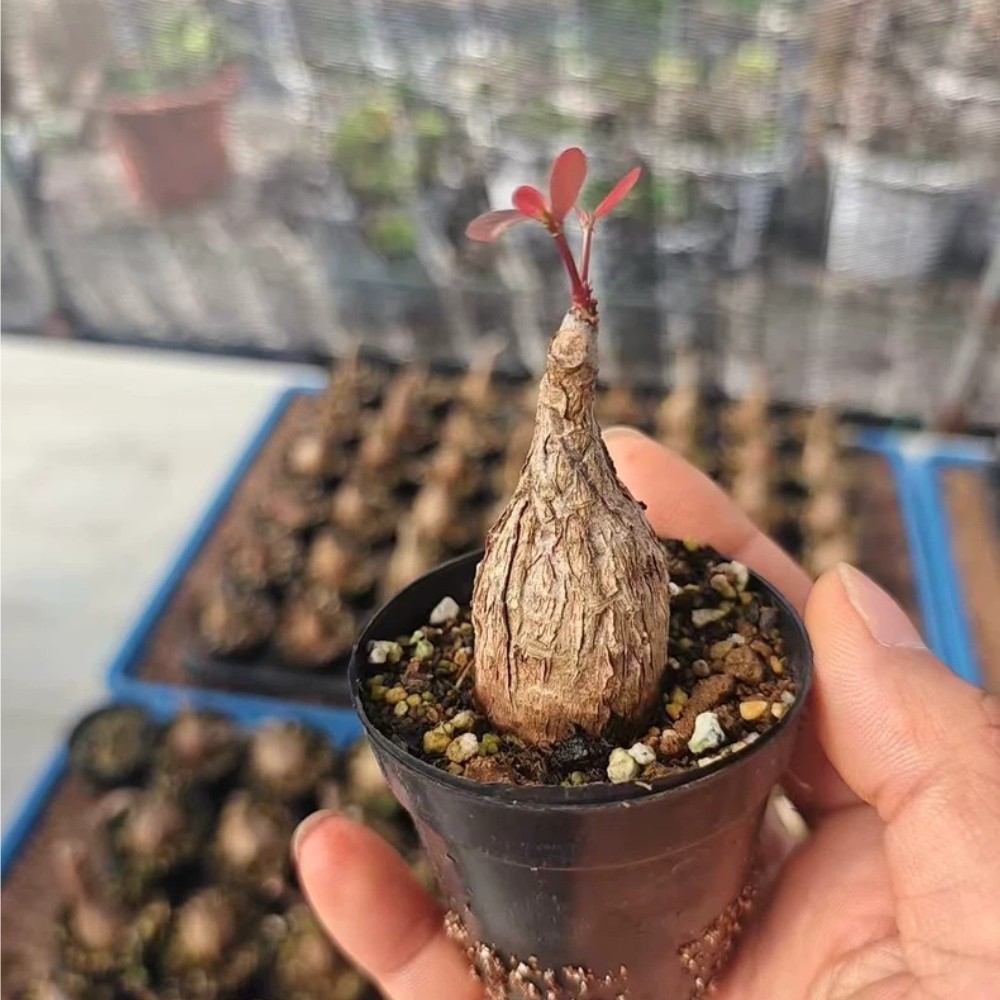 2.5-3.5cm 1Pieces Live Phyllanthus mirabilis Caudex Cactis Beautiful Garden Rare 2.5-3.5cm 1Pieces Live Phyllanthus mirabilis Caudex Cactis Beautiful Garden Rare