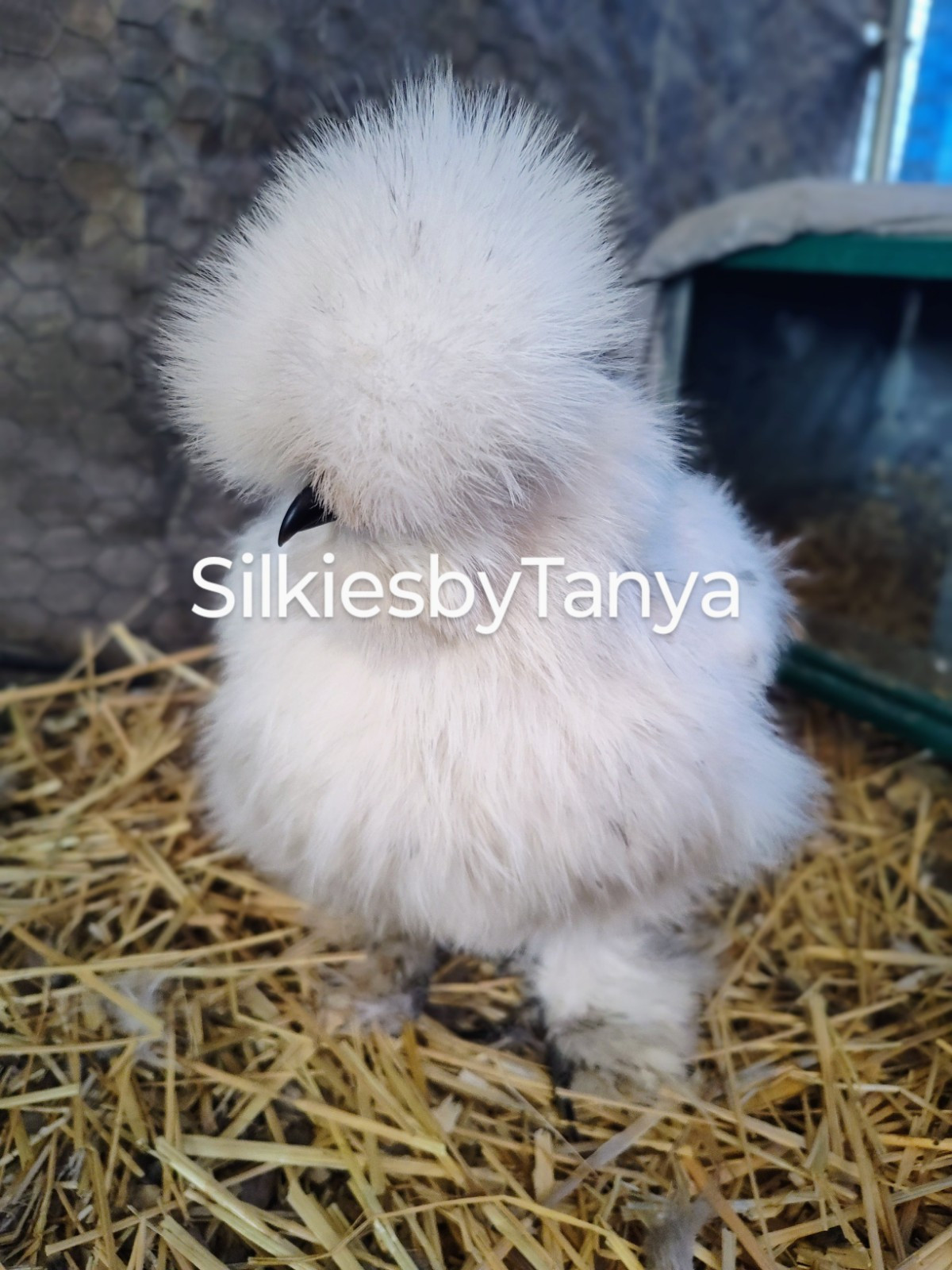 6+  Fertile Bantam Silkie Chicken Hatching Eggs. Frizzles/ Satins Possible. 