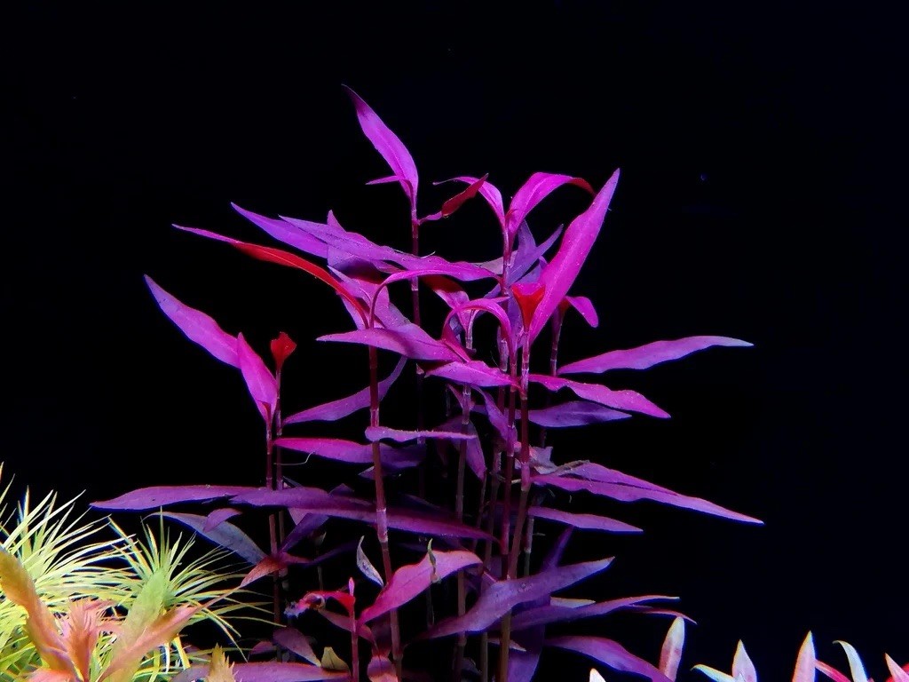 3 Stems persicaria sao paulo Live Aquarium Plants FREE S/H Rare Gorgeous