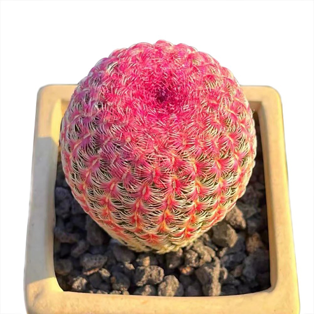 3Pcs Echinocereus rigidissmus rubispinus Rainbow Hedgehog Cactus Succulent Plant