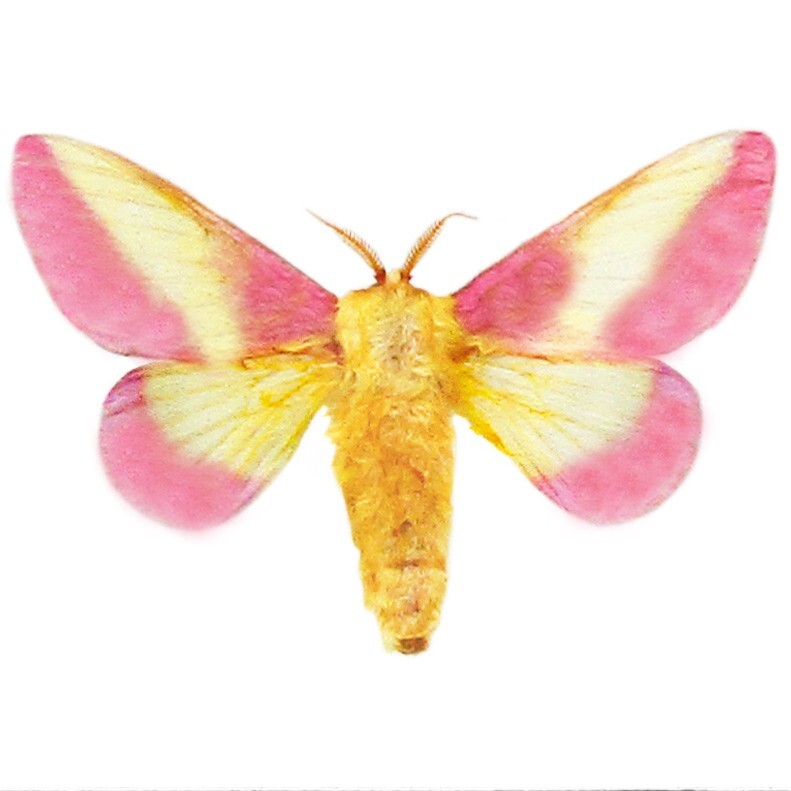 Dryocampa rubicunda ONE REAL MOTH PINK YELLOW ROSY MAPLE USA WINGS CLOSED