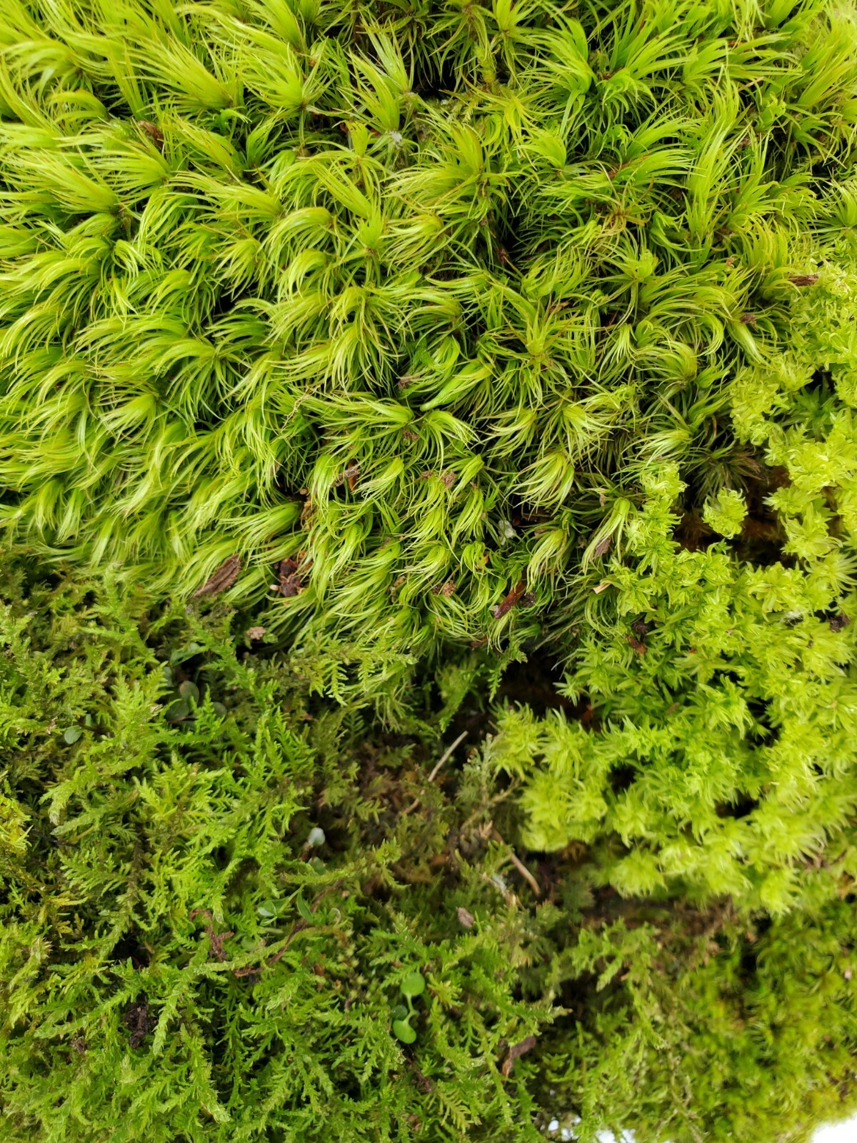 Value Small Live Moss Assortment 5 Value Small Live Moss Assortment 5
