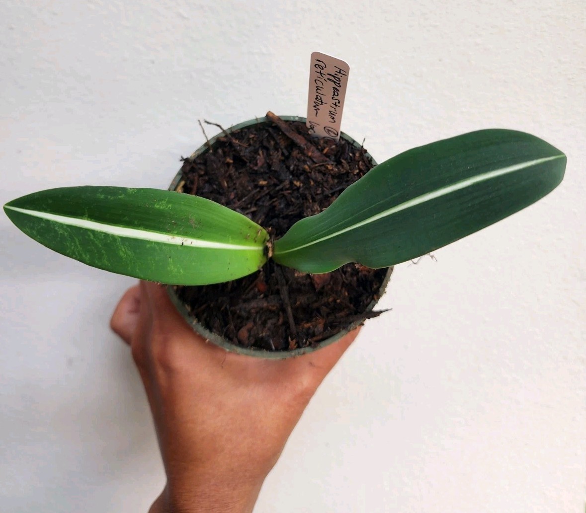 Hippeastrum Reticulatum Var. Striatifolium Rooted