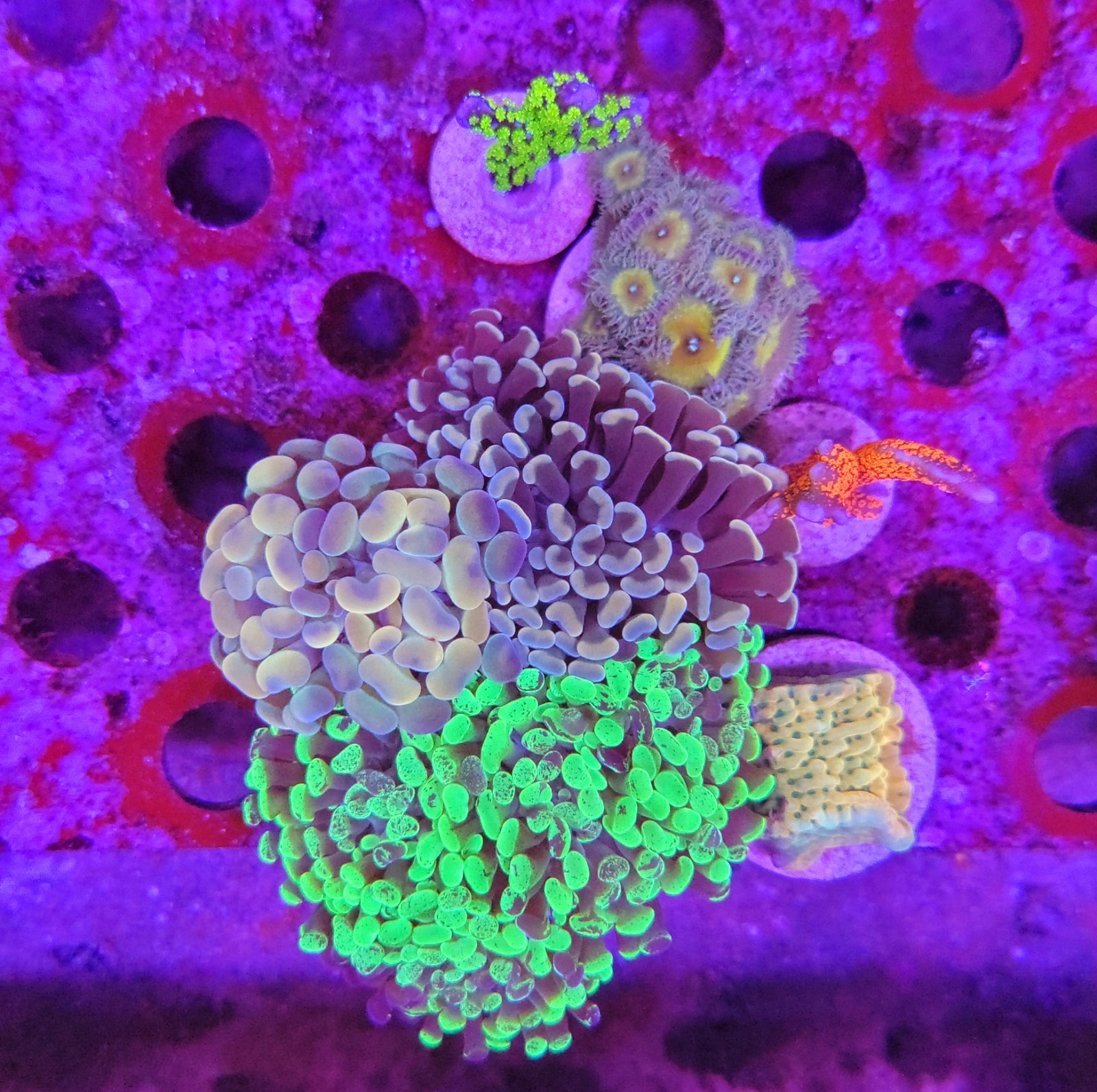 WYSIWYG Mixed Reef Pack