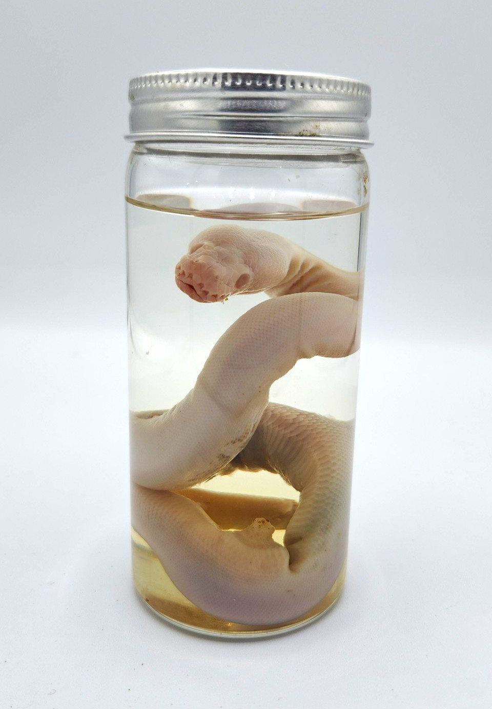 Preserved Snake Wet Specimen - ALBINO Ball Python in Glass Specimen Jar Preserved Snake Wet Specimen - ALBINO Ball Python in Glass Specimen Jar