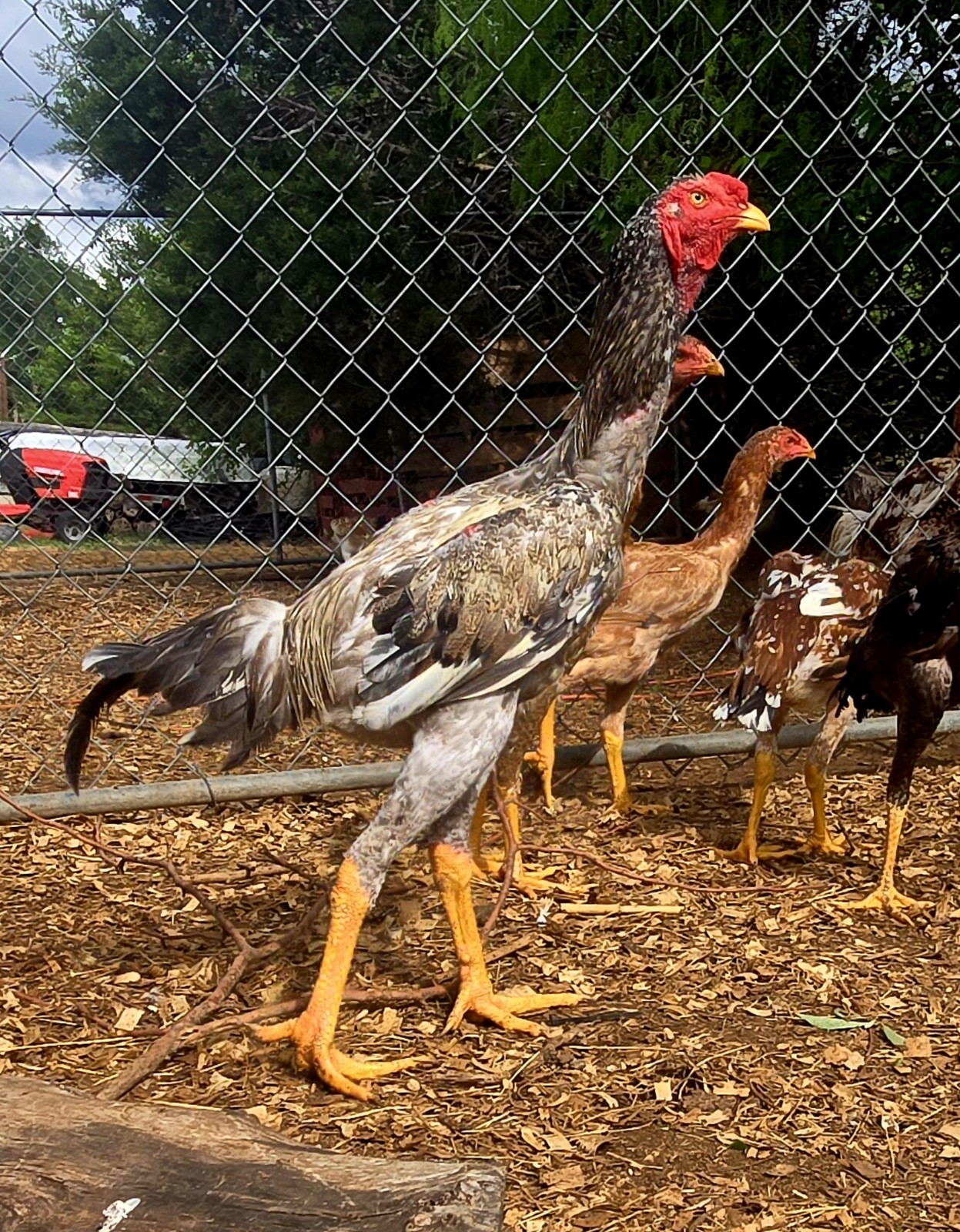 6+ Extremely Rare BLUE Real Indio Gigante Hatching Eggs RRA (((GUARANTEE)))