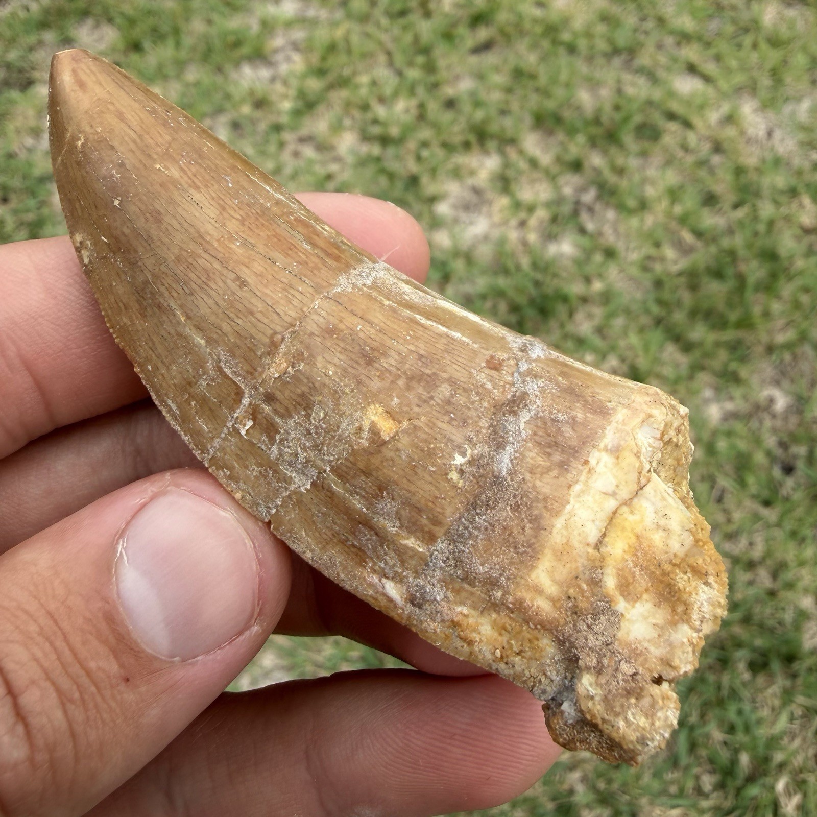 Dinosaur Tooth Fossil 3.27” Charcharodontosaurus T Rex Relative 100% Authentic