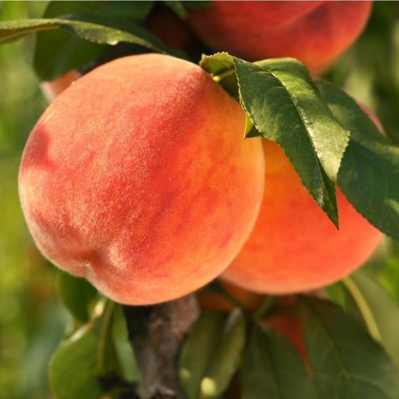Sweet Peach Tree Live Plant, Fruit Tree, 6-10 Inch Tall