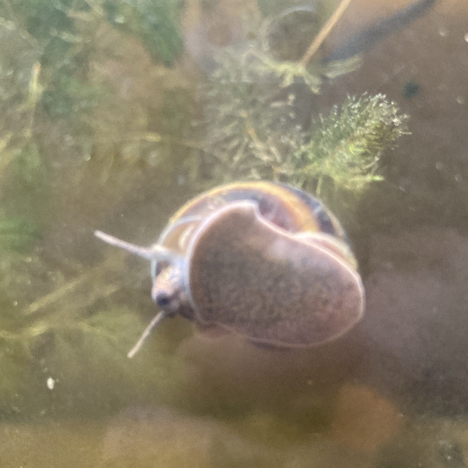 40 Live Freshwater Banded Mystery Snails - Not Wild 