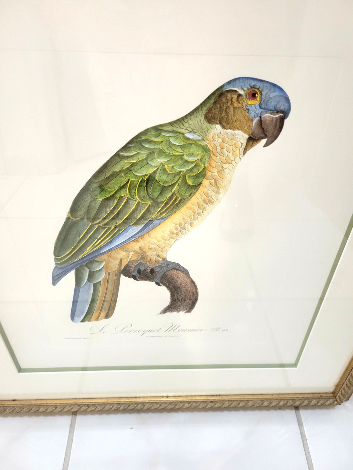 FRAMED GREEN PARROT  PAINTING PRINT  BY  LANGLOIS [ FRENCH PAINTER]